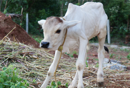 calf image