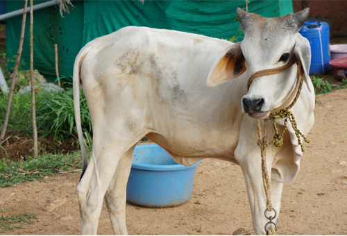 calf image