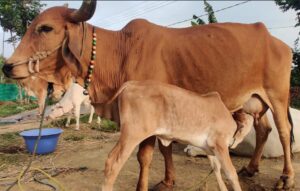 Adopt Gou Mata