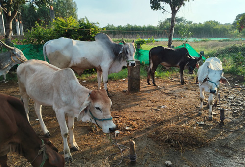 aged cows for adoption
