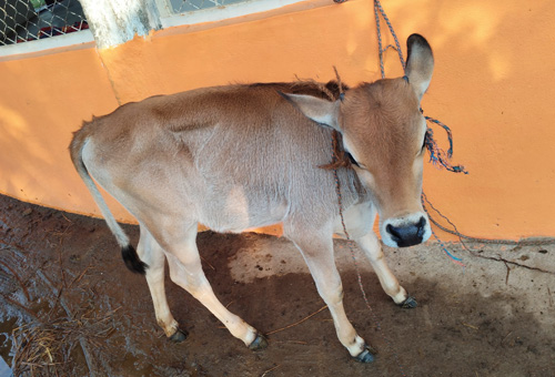 calf to adopt