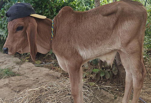 calf with cap