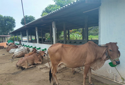 cows-for-adoption