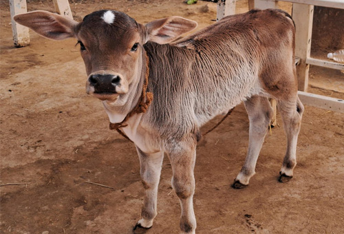 small calf for adoption
